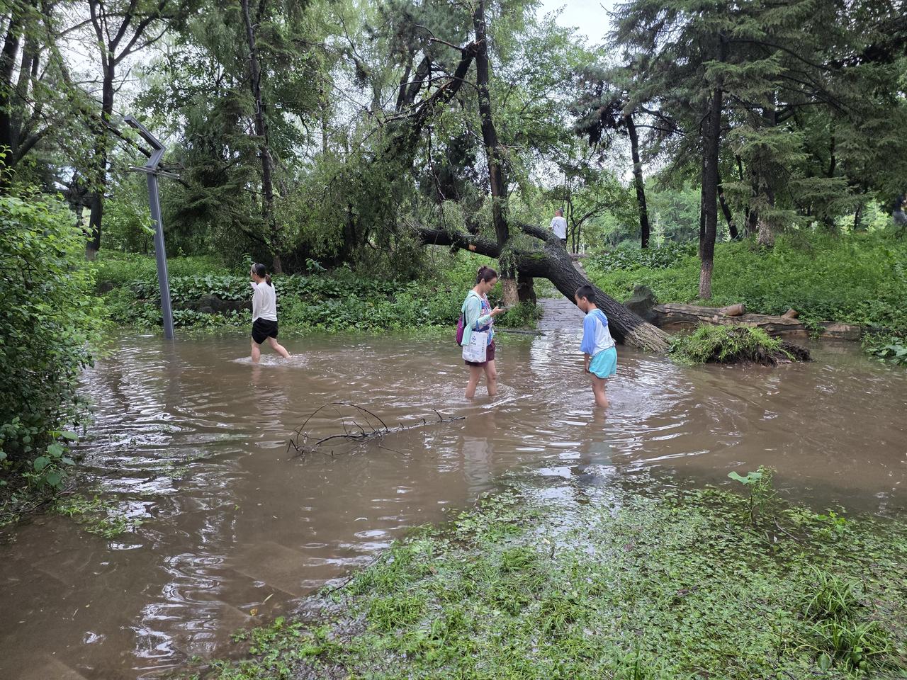 抚顺市劳动公园，14日晚7时，大雨停了，大水还没有退去，有的人在漫湖的水中淌水。