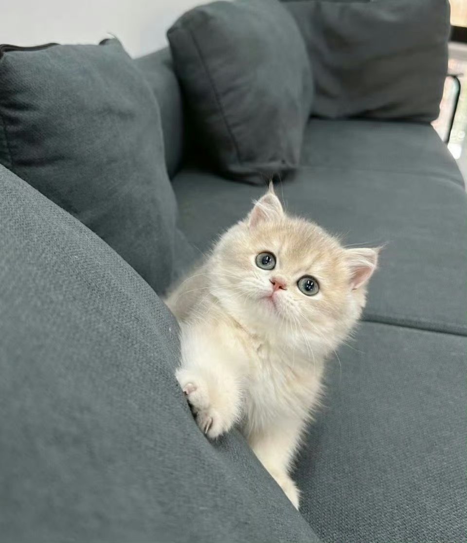 好好养宠的一年宠物年度结算📊 铲屎官的“甜蜜账单”来啦年度开销账本合上，但毛孩