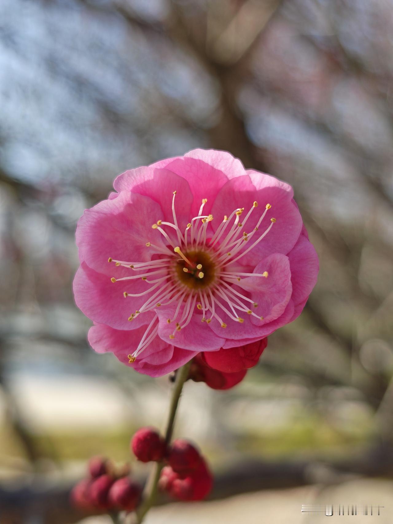 今年的梅花怎么开的这么早？往年都是开春的时候才开放。梅花