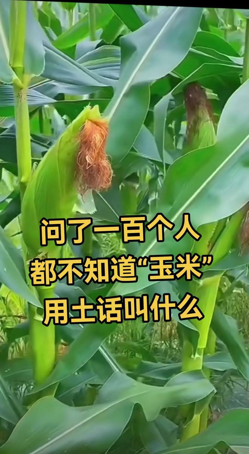 玉米在你们那儿的方言叫什么