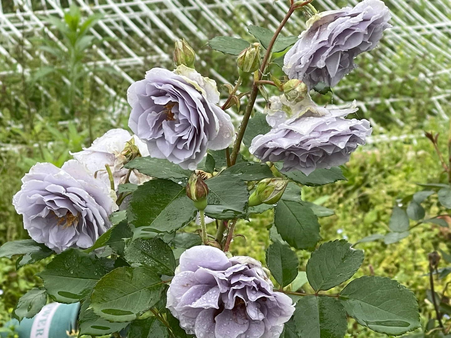 转蓝和颂夏