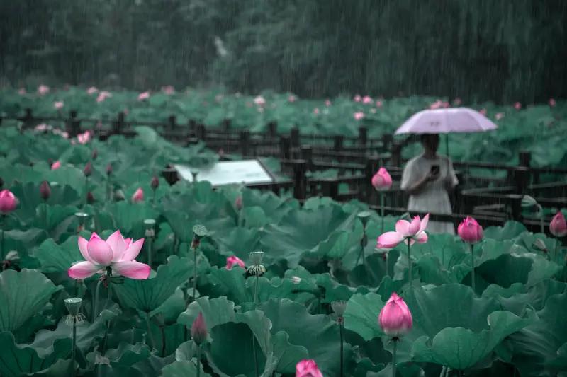 上联：楼外春深风剪柳，如何对下联凭栏夏暖雨梳荷。