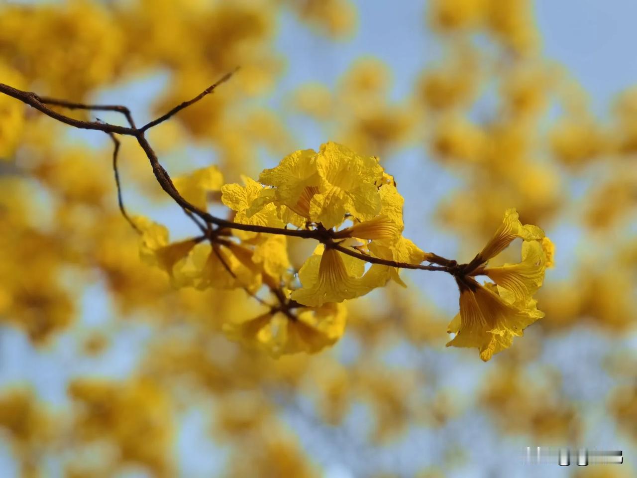 随手拍的花分享黄花风铃，花朵明艳张扬，于蓝天下尽显春日生机。(原图片分享)