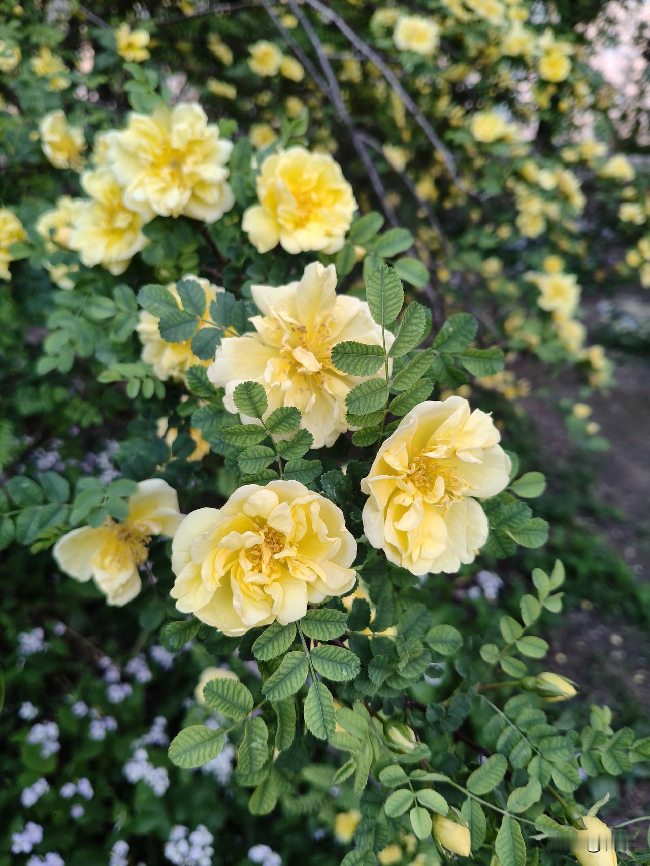 重瓣黄刺玫
我发现这几天，小区路边、花园里的黄刺玫开得太茂盛了，高的矮的到处随处