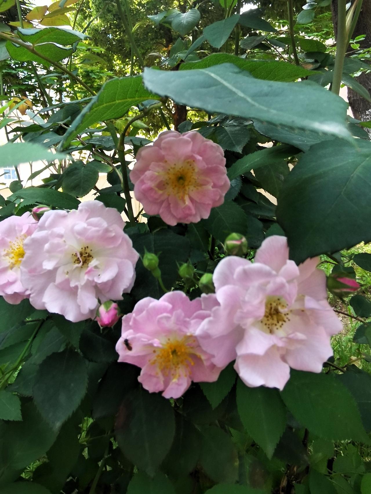 晒图笔记大赛生活小区环境优美，到处都是鲜花盛开，给我们的生活带来了快乐心情。