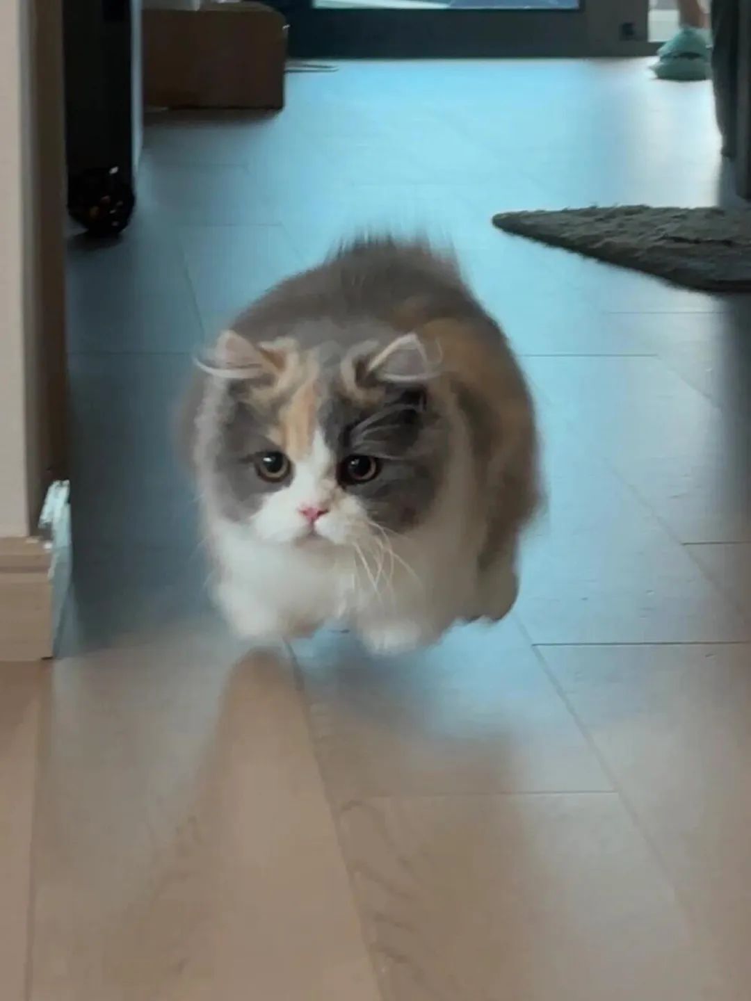 猫猫悬浮列车 起飞了 