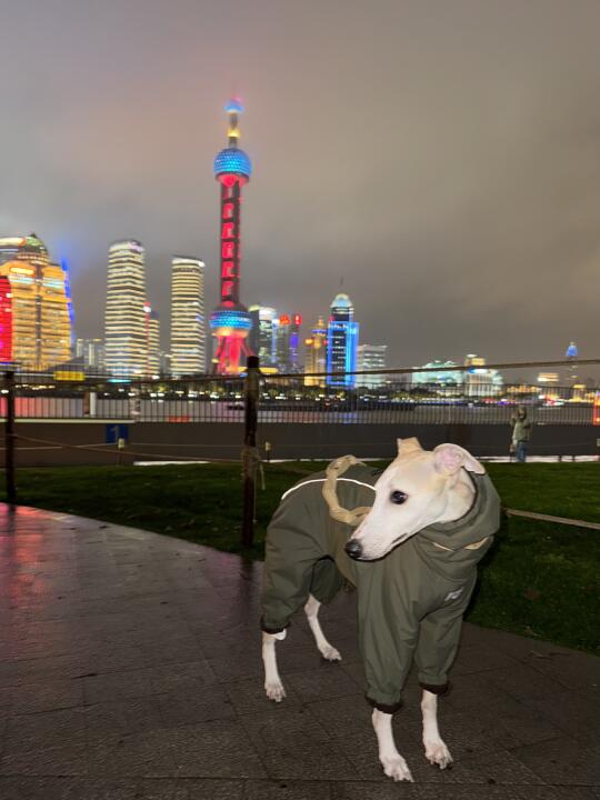 小狗的脚印要踩遍世界各地🐾