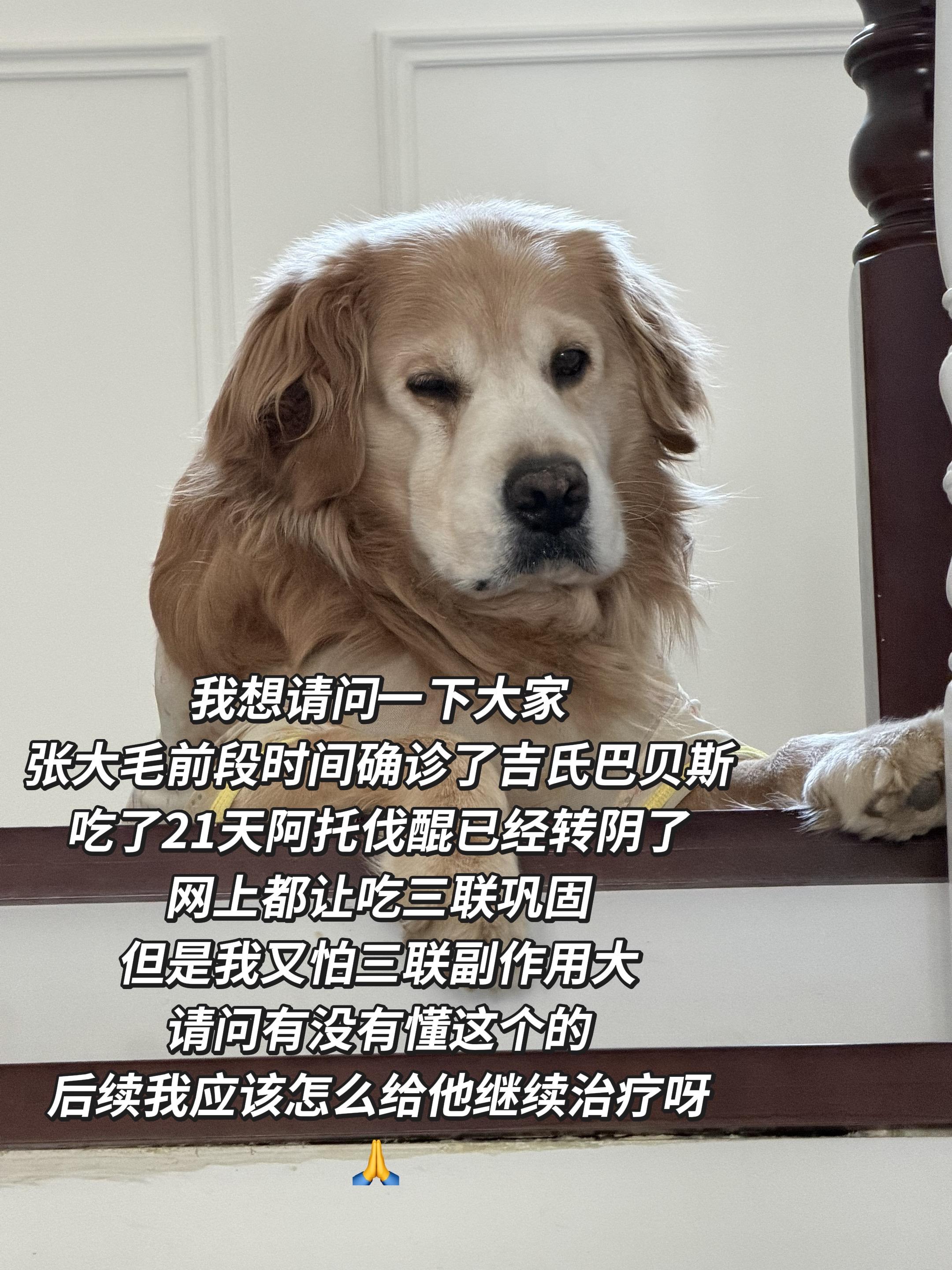 如果有懂这方面的请告知我一下 谢谢大家啦🙏 因为我们这边宠物医院很少...