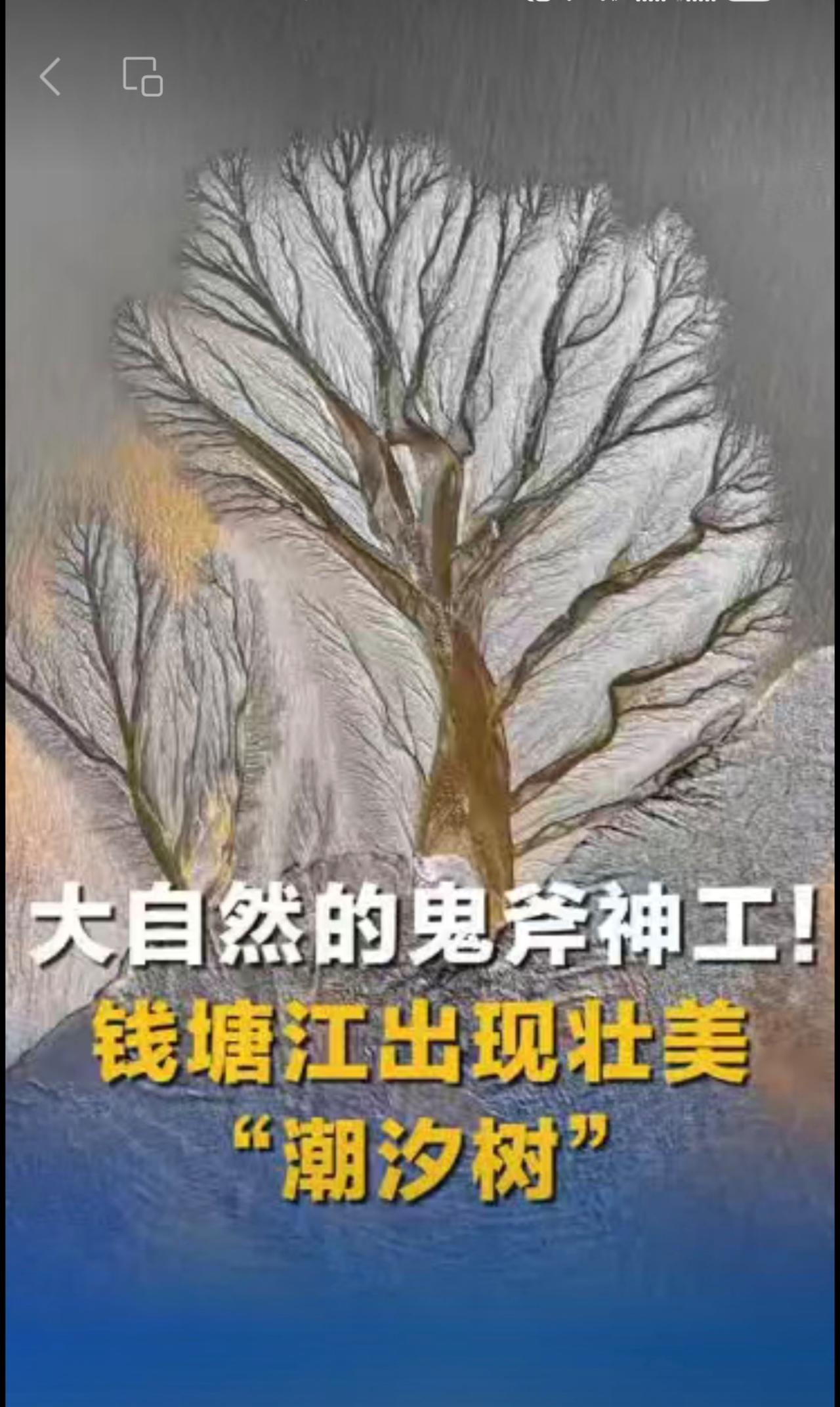 大自然的鬼斧神工！钱塘江出现壮美“潮汐树” 愿见者好运（来源：中国新闻网）