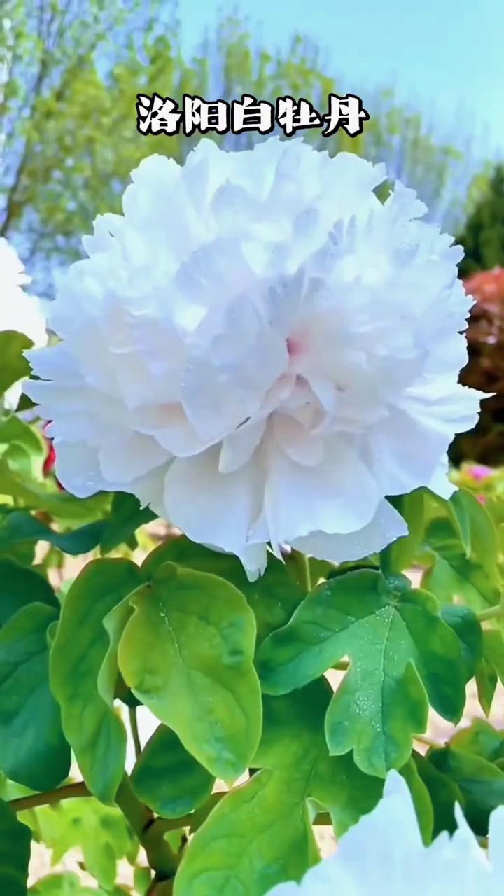 洛阳白牡丹。