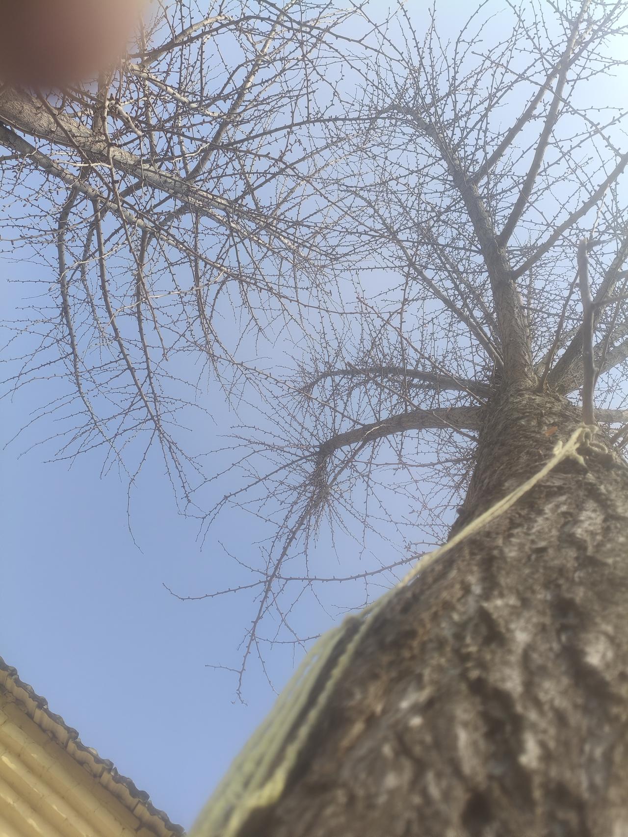 以下的的图片皆为银杏树！是根据不同的季节拍摄的！
头条首发