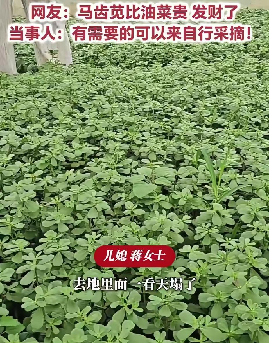 笑不活了！婆婆托付的油菜大棚，20天后长满野菜，网友：赚大了
 
老话常说：人糊