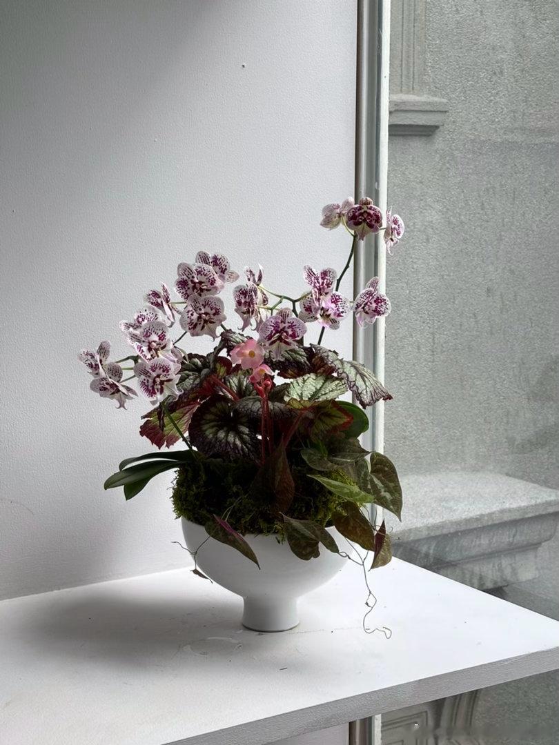 秋日灵动✨lumos植物系列 ​​​