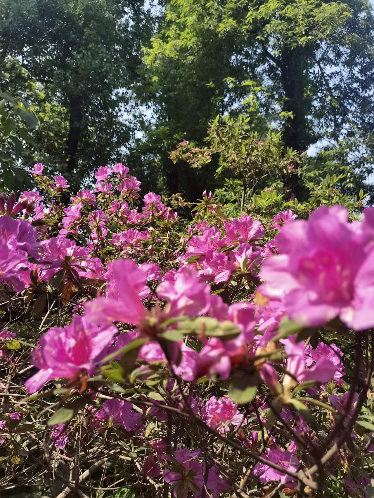 晒图笔记大赛武汉植物园夏日打卡，随手拍照记录生活中的美好瞬间。