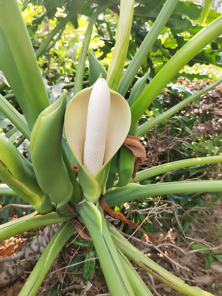 老人们说，春羽开花是"幸运之兆"。

或许，这份幸运并不在于它带来了什么具体的好