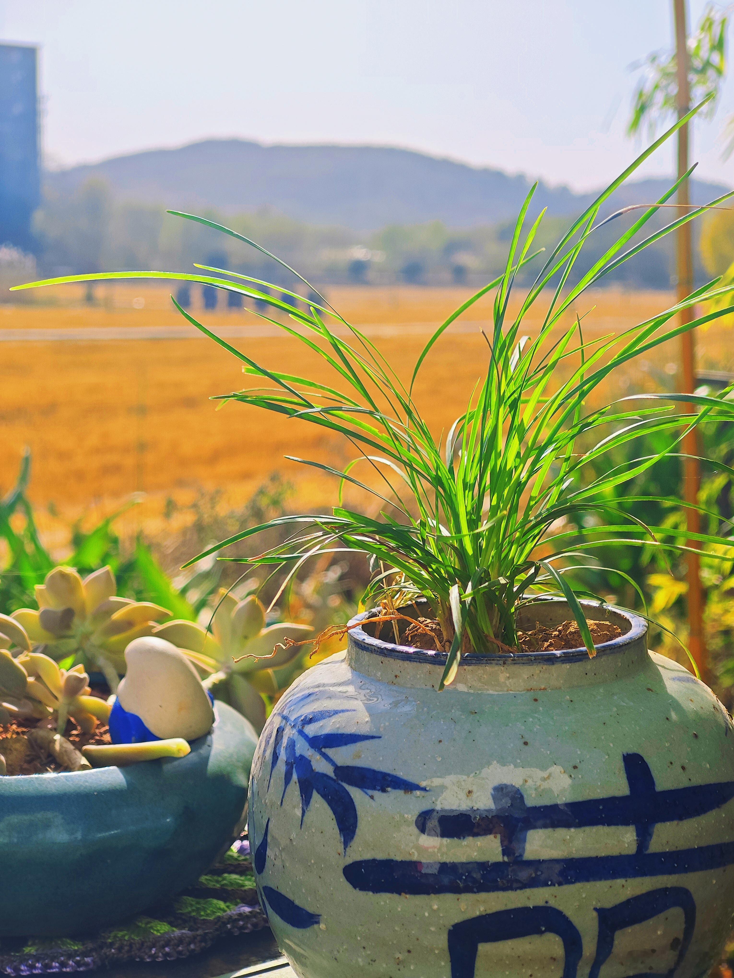 想对每一个正在努力的你说：别急，慢慢来，在心里种下一朵花，总有一天，它会开满你的