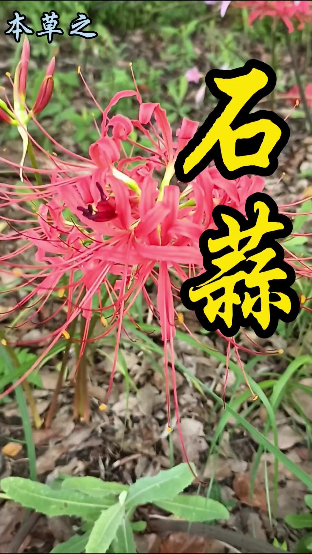 🌼传说里绝美的彼岸花，其实正式中文名叫石蒜，是石蒜科的多年生草本植物。
它的花
