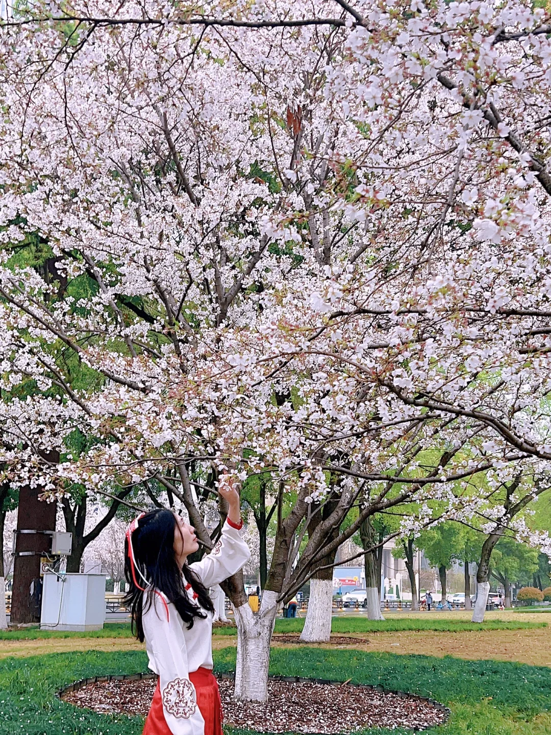 别找了‼️3月武汉8个免费赏樱花地方附攻略🔥