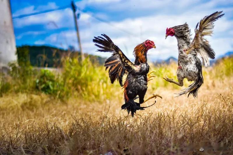 生肖兔和某些生肖在一起确实会不自在。和属鸡的人相处，属鸡的爱较真，讨论工作时非要