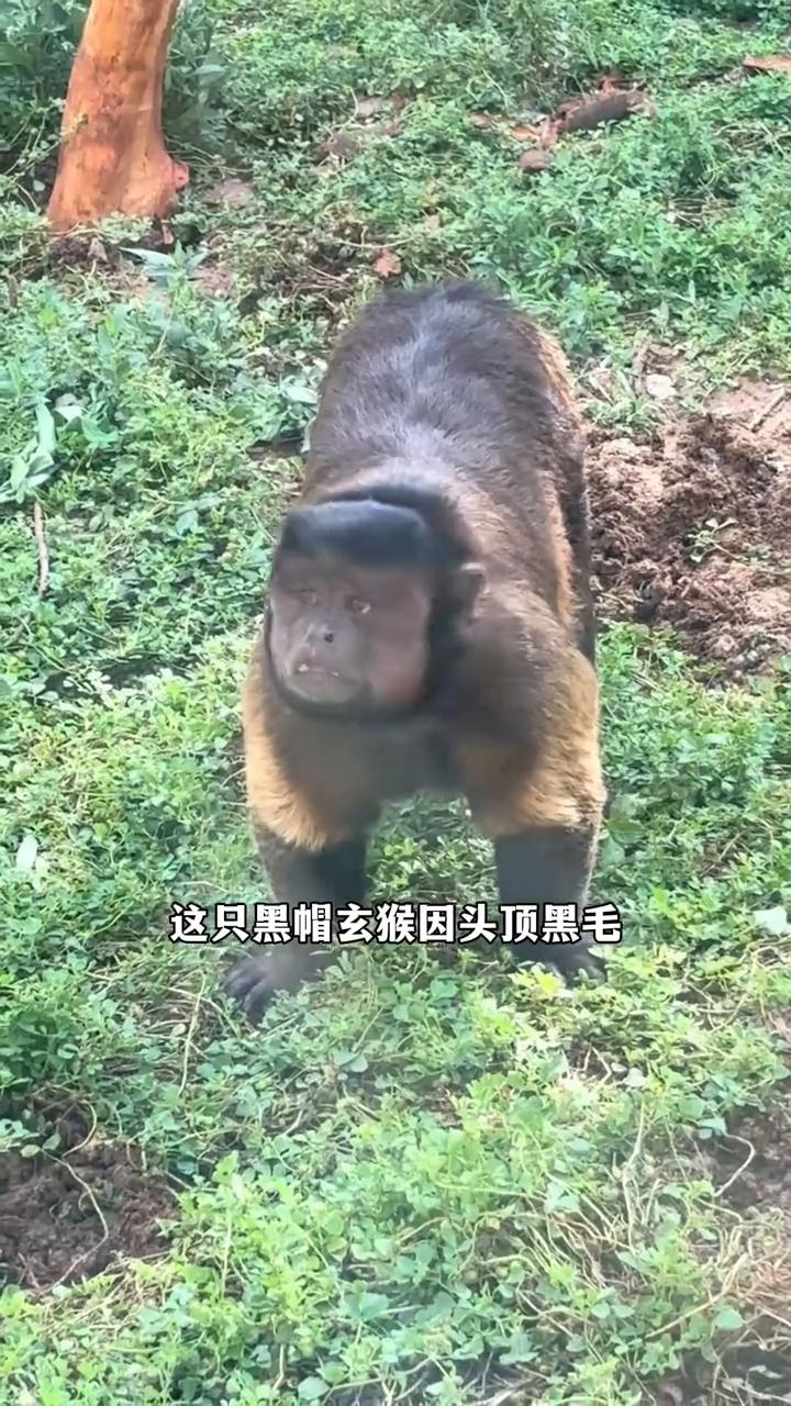 谁也不会想到，一只呆萌的方脸丑猴带火了合肥野生动物园。这只黑帽玄猴因头顶黑毛，形