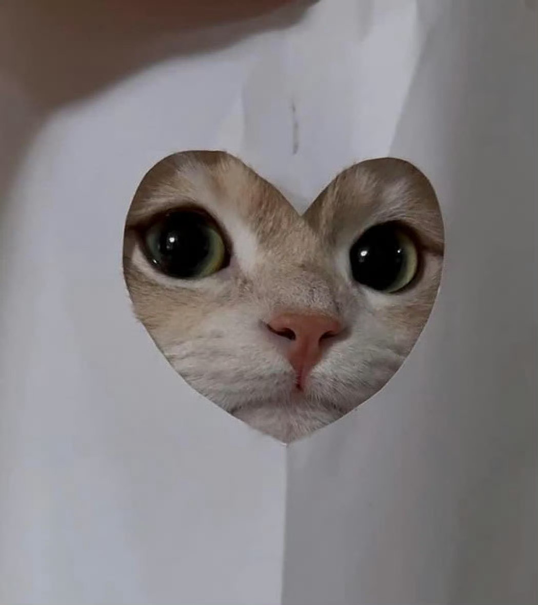 你被招财猫盯上  请不要无视  真的很灵. 