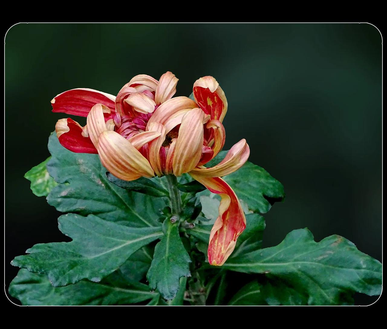 《菊花，拍自2024成都菊展》之3
        人民公园新展出的菊花，还没有