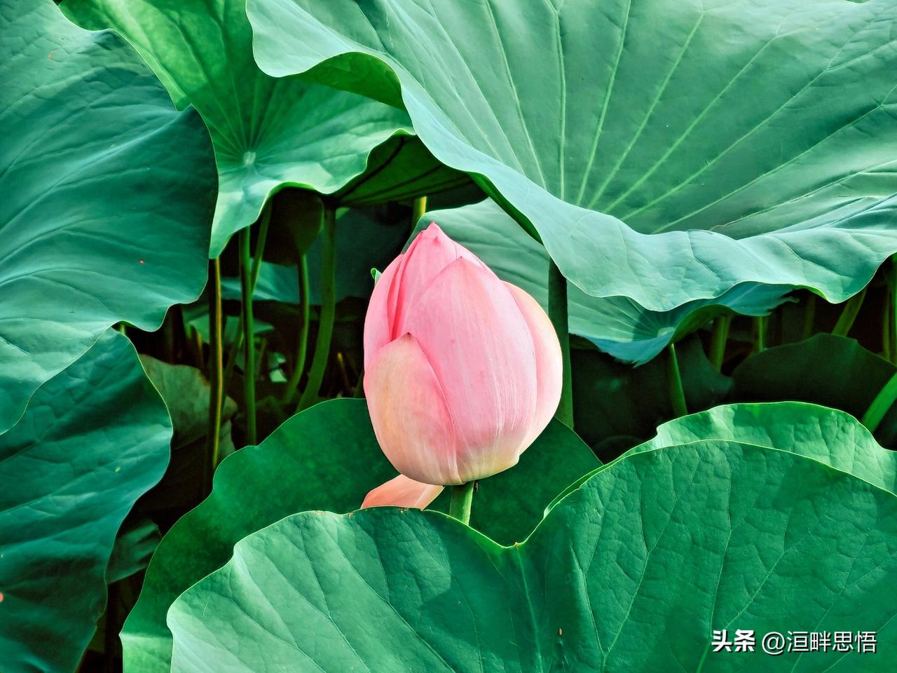 碧叶扶红艳，荷塘映日辉。
