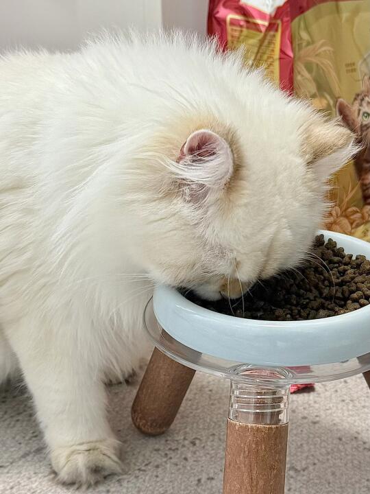 不是 为什么鲜肉猫粮吃得这么快啊！？