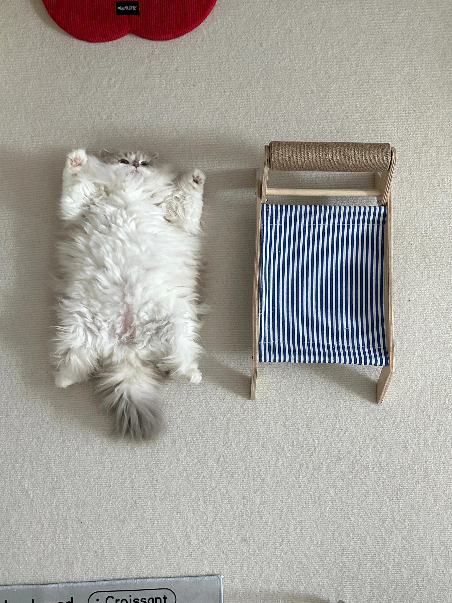 一张猫毯 ​​​