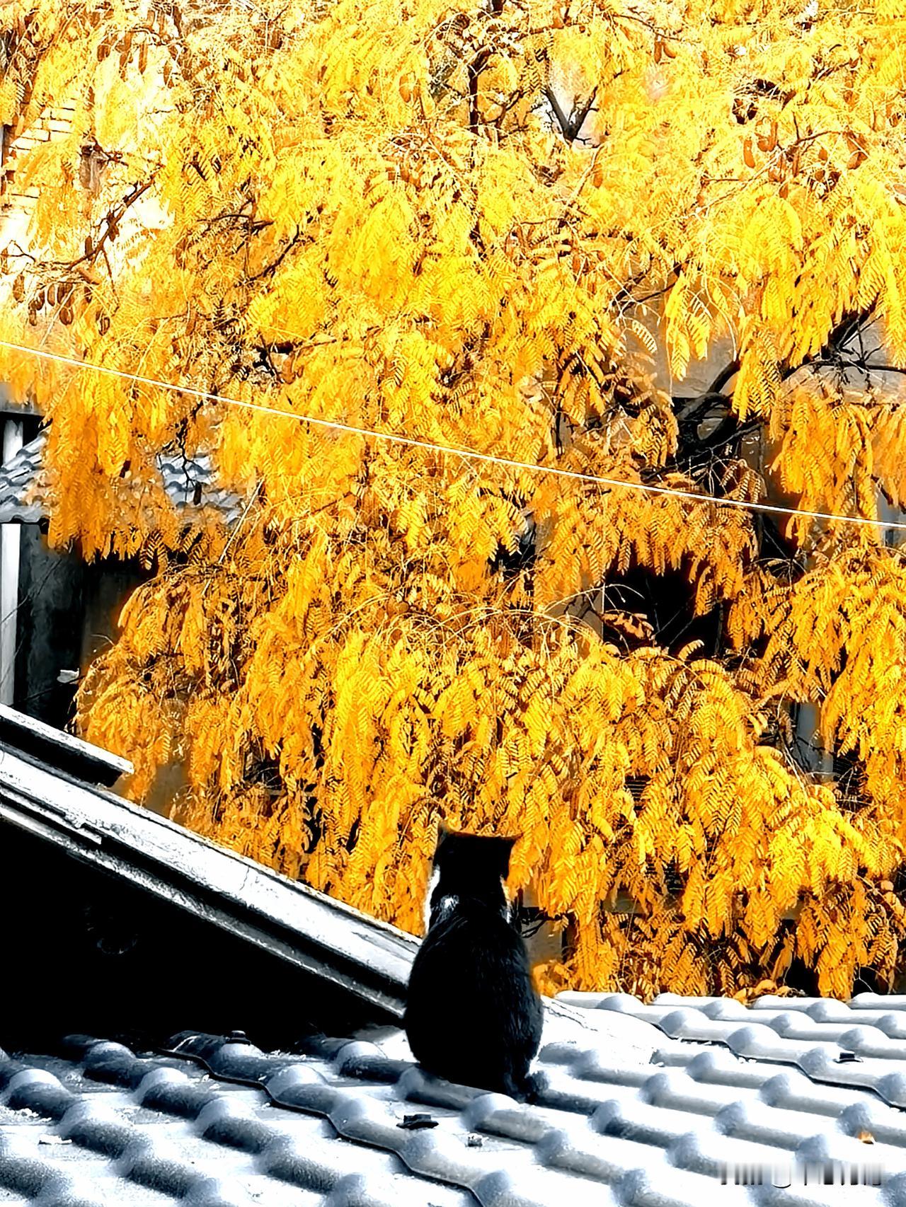 美丽的风景！猫，屋顶，金黄的树叶，也许这只可爱的猫咪被眼前的金黄手迷住了，咔嚓，