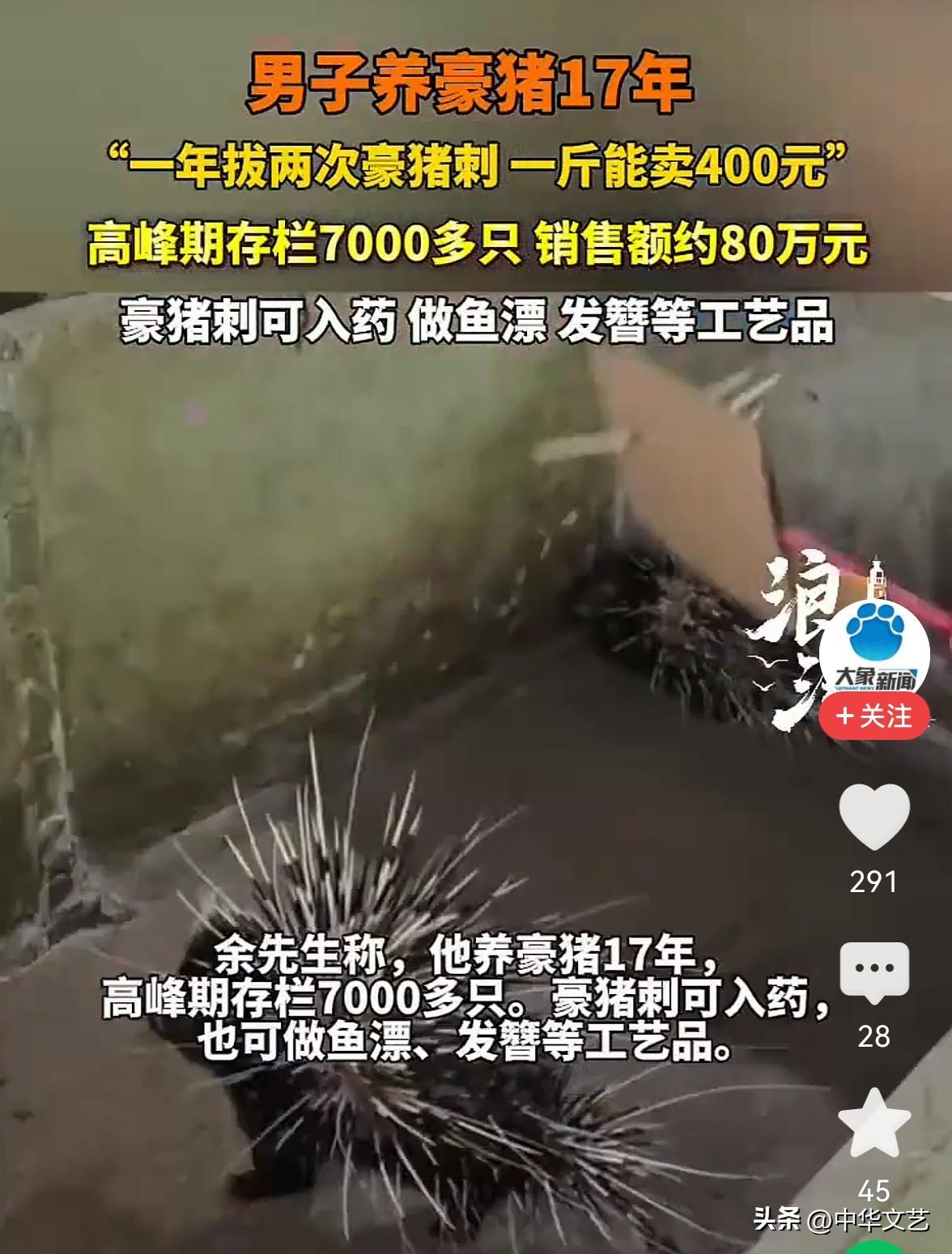 吃过猪肉，见过猪跑。
但没吃过豪猪肉，更没吃过豪猪刺。

现在社会好了，生活水平