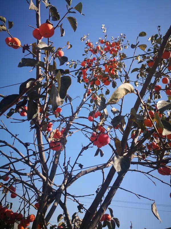 怎样才算一个人活明白了？我觉得有几个表现。
不较劲是关键。年轻时总爱争，争到最后