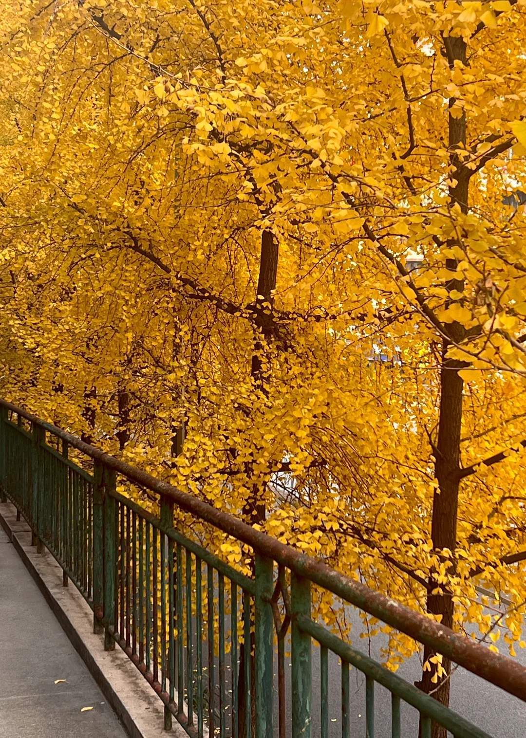 成都！文殊院附近！超冷门银杏树打卡地🍂