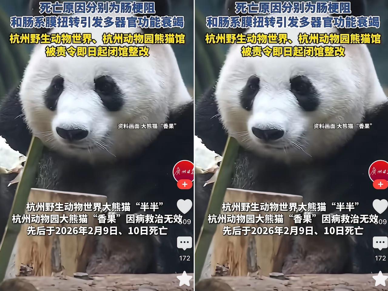 气到发抖！
杭州接连养死大熊猫，哪里是意外，
分明是商业逐利下的养护缺位！国宝被