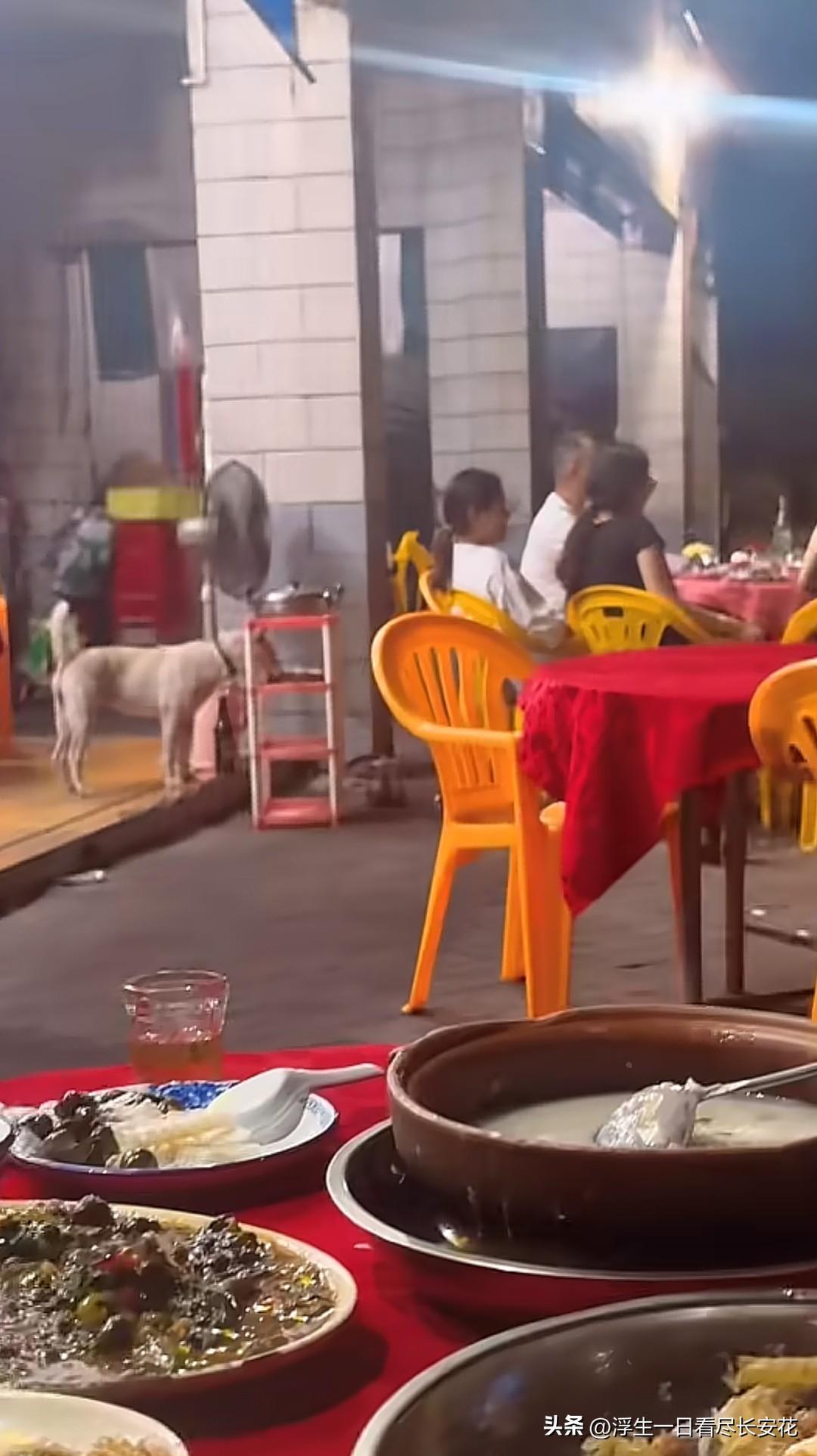 为什么狗不能进入就餐区，看完这一幕大家就懂了。看桌椅餐具，应该是一家潮汕大排档，