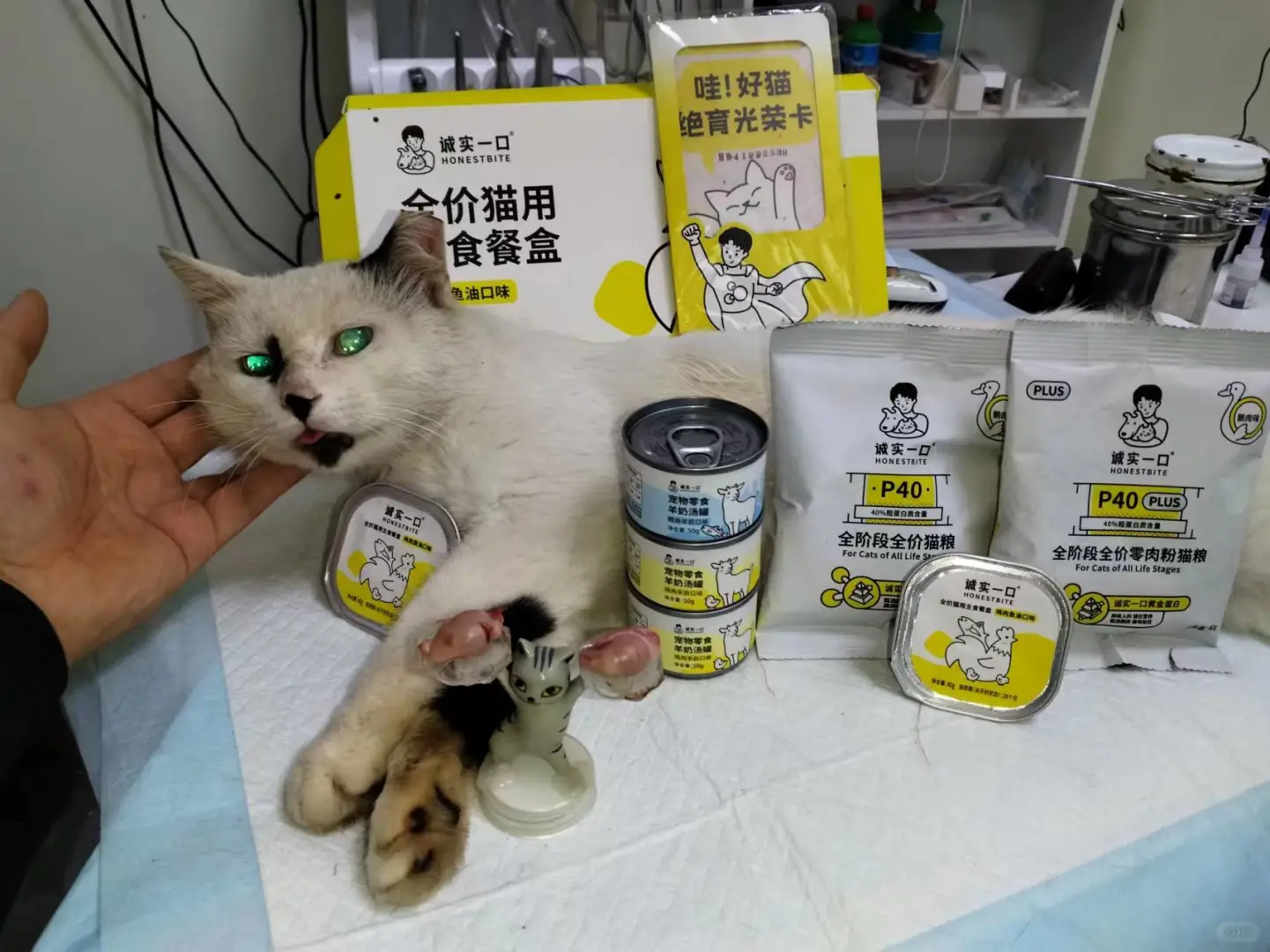 怎么会有这么奇特的猫……