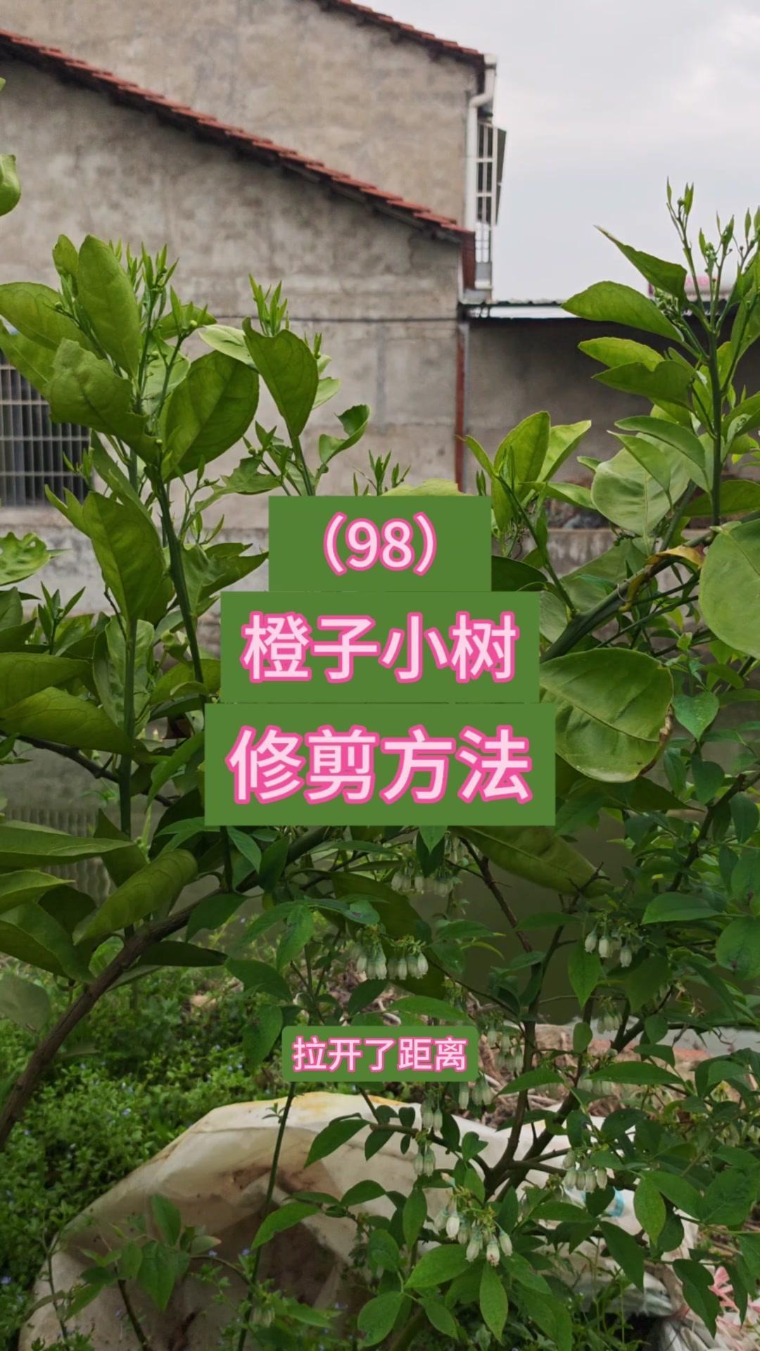 🌱这棵脐橙树要培养成两大主枝Y字形，先选定一侧作为主枝，让芽条生长后结果枝自然