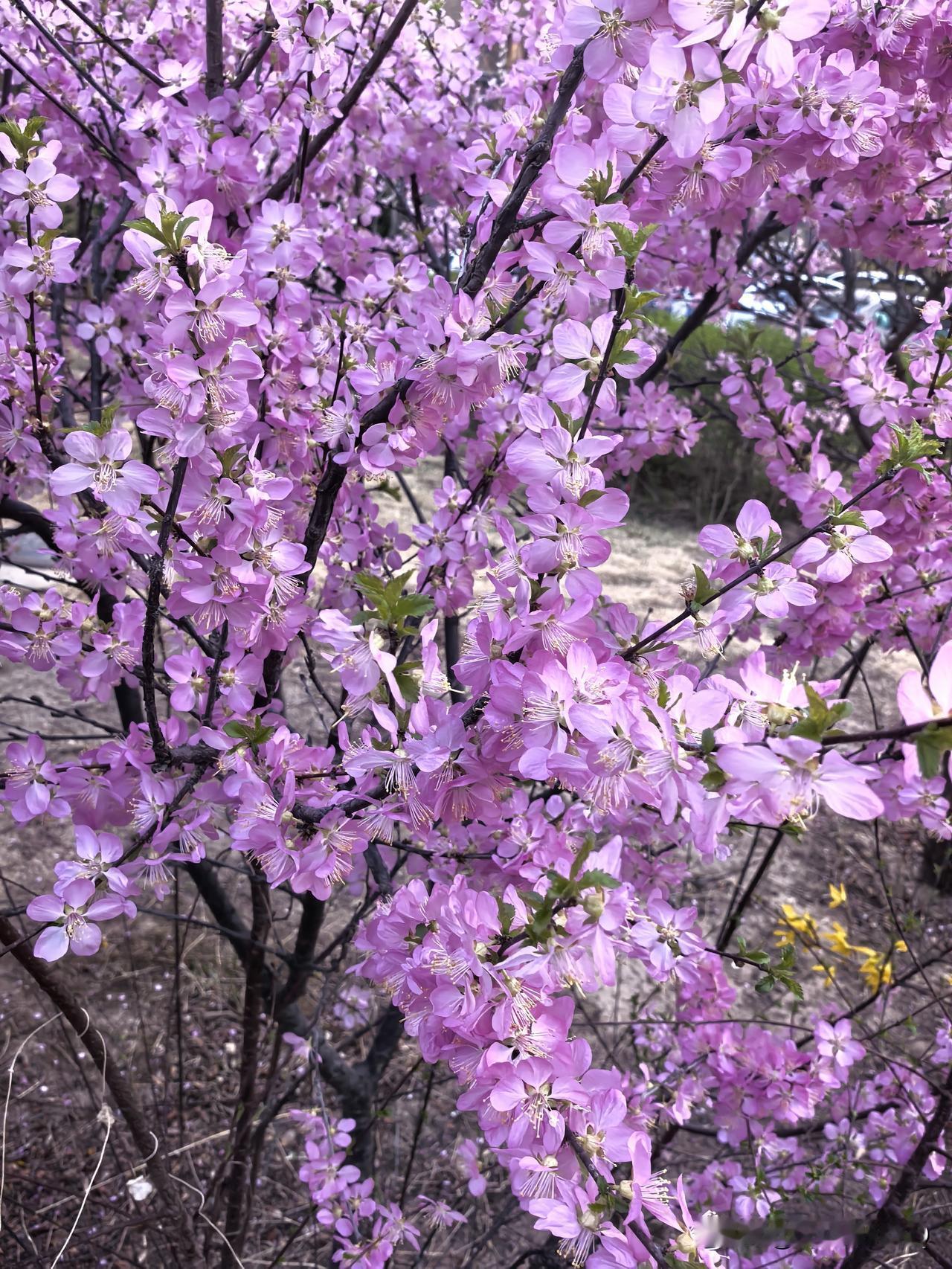 晒图笔记大赛花谢了，还有再开的时候。不必为落花惋惜，四季自有轮回，春日褪去，来年