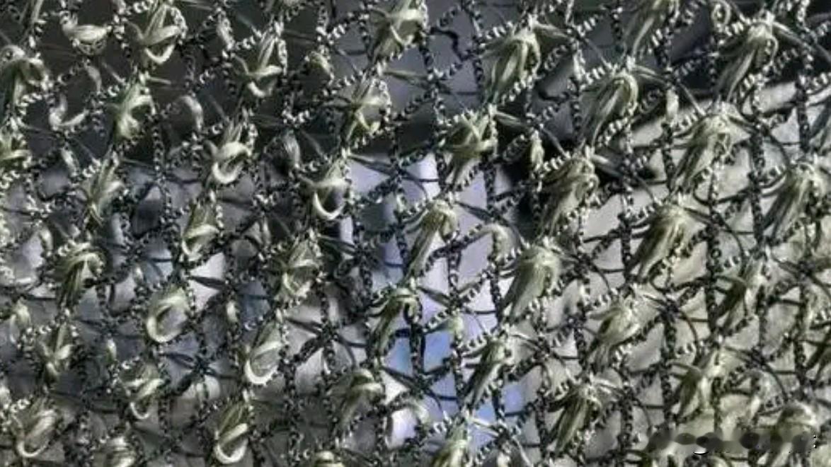 一张普通渔网改写战场消耗逻辑，极简装备折射现代战争底层智慧
 
莫斯科郊外油库旁