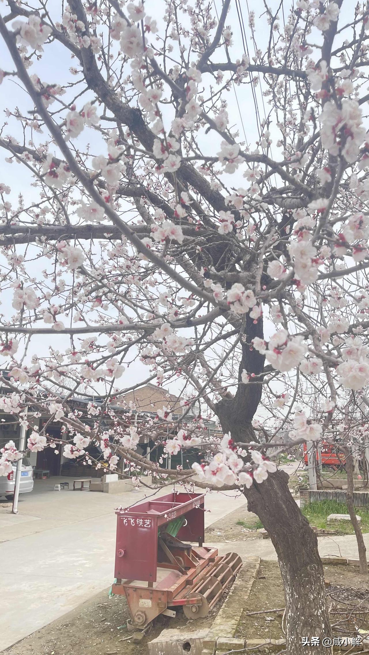 上周得空去了一趟礼泉，在烽火镇范寨村一户乡党家门口，一树杏花悄然绽放，引得人驻足