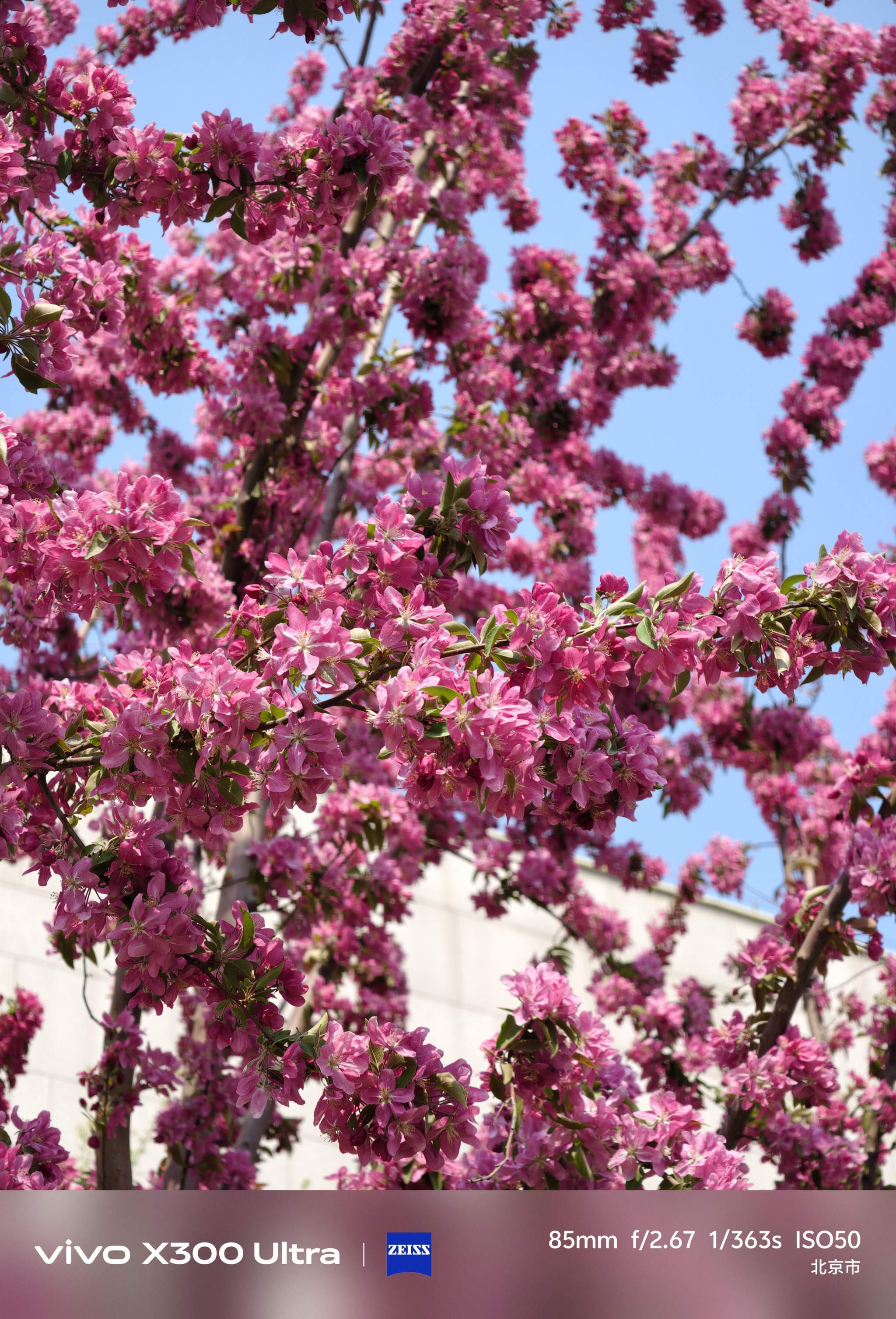 今天北京大风，树枝被刮的乱晃。我用vivo X300 Ultra的2亿长焦镜头，