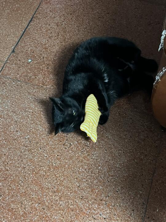 小猫和它的阿北北