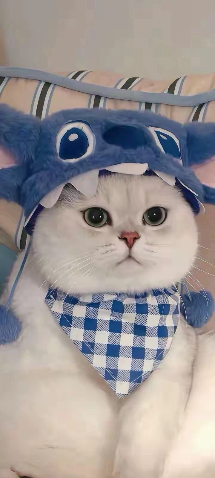 早上好，冷的很这两天。 