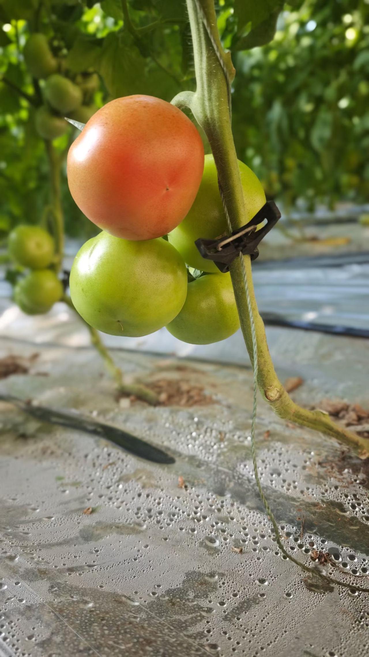 晒图笔记大赛西红柿红了