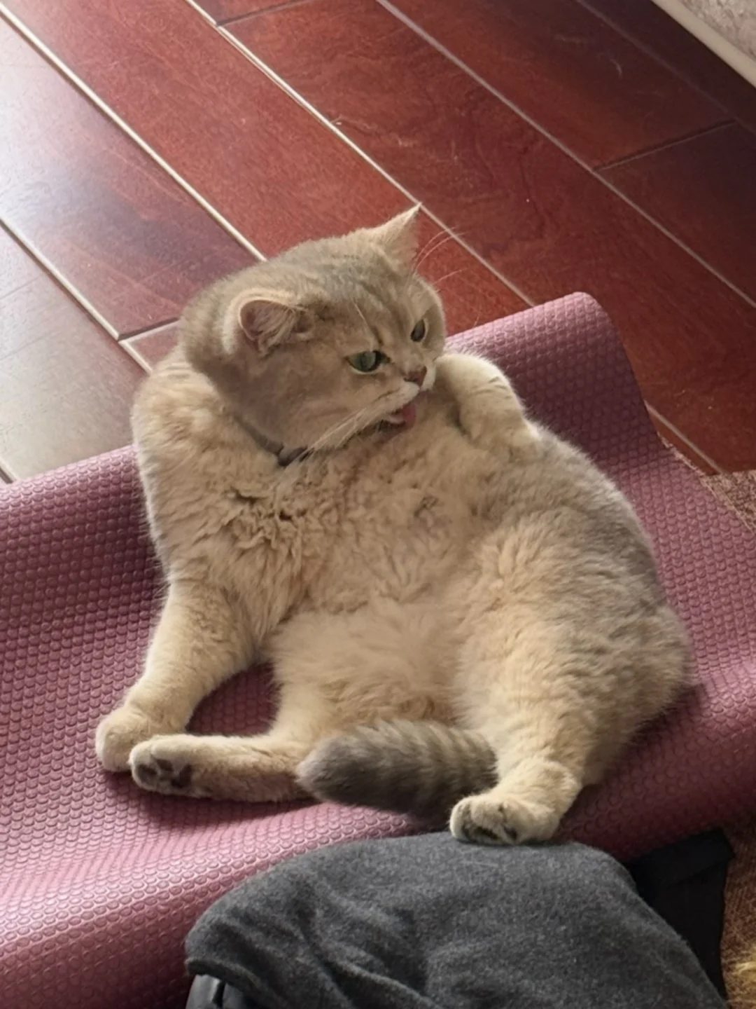这小猫咪怎么这么爱躺瑜伽垫上
