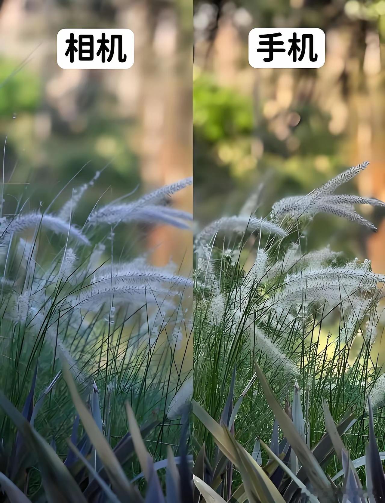 花6000买了台相机，结果有些场景手机拍出来的照片反而更好看！到底是我不会用相机