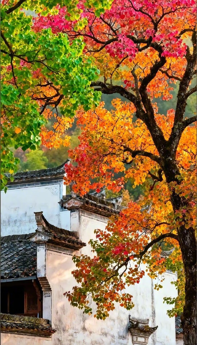 有光的日子里充满了生命力☀️ ​ ​​​