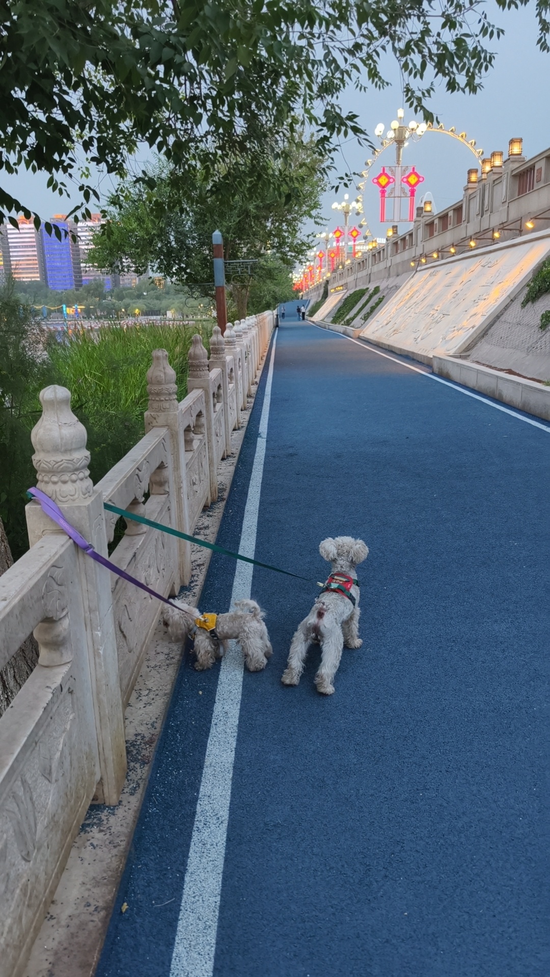姐姐家孩子寄养的两只狗，不耐脏，三天就变成拖把。经常给狗洗四肢，屁股，脸，就这地