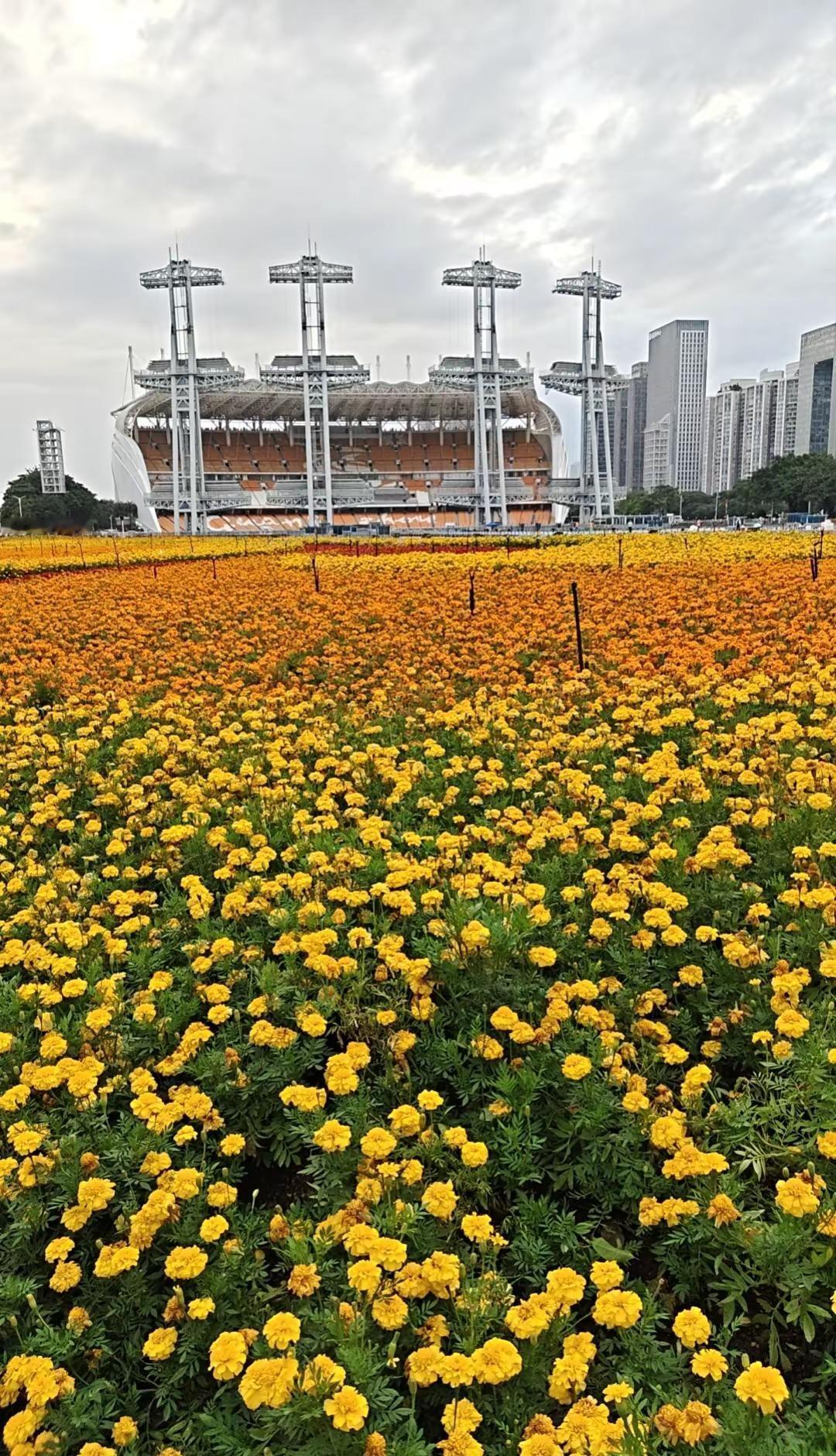 广州塔 花海与城市