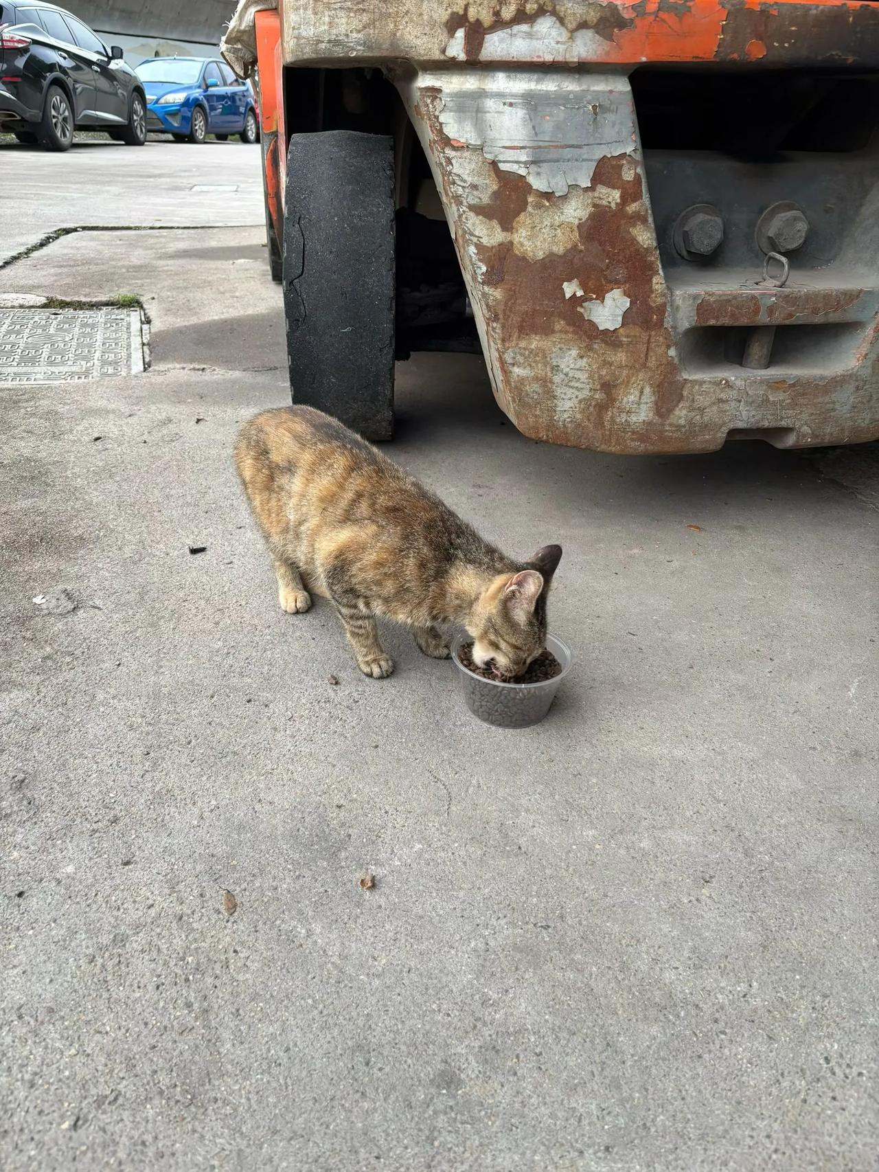 我讨厌家养狗来抢流浪咪的粮食
那个主人还不管
害我又跑一趟放饭
一群小奶猫
也不